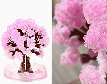 Magic Growing Sakura Cherry Blossom Tree